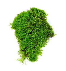 Fototapeta premium moss isolated on white bakground