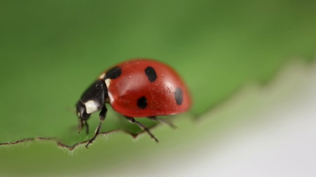 Ladybird, Ladybugs