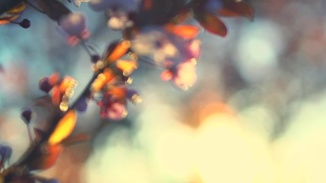 Spring flowers. Beautiful orchard. Abstract blurred background