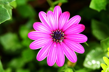 Obraz premium Close-up single beautiful violet Pink Osteosperumum Flower Daisy
