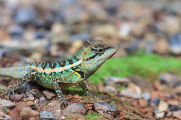 Green crested lizard