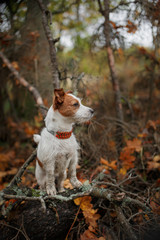 Dog breed Jack Russell Terrier walking in autumn park