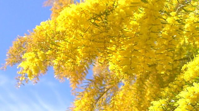 Mimosa tree over blue sky. Mimosa spring flowers. Easter