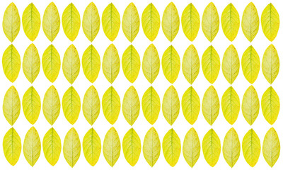 Yellow leaves pattern isolated on white background