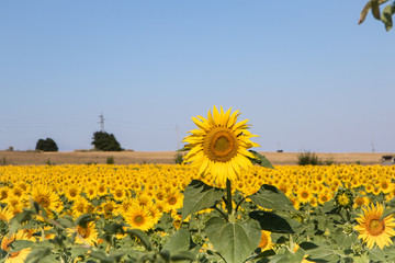 Obraz premium Sunflower