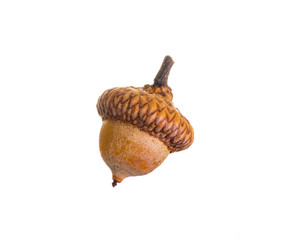 Acorn on a white background  Ice Age