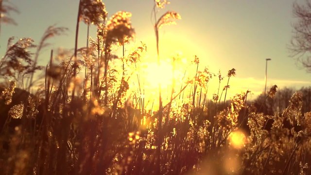 Wind blowing in the reed over sunset background. Beautiful nature scene