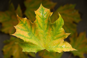 Herbstleuchten