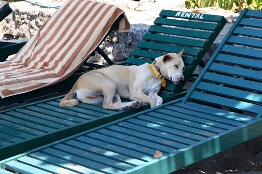 Schlafender Hund auf Strandliege