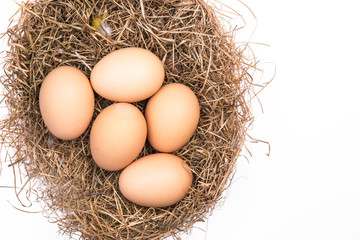 eggs in a nest isolated on a white background