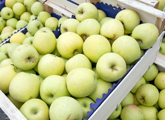 Golden delicious green apples in boxes, market, wholesale. Outdoors.