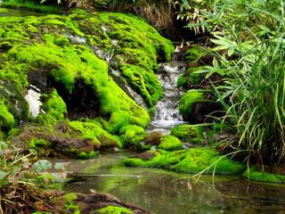 群馬県、奥草津温泉のチャツボミゴケ公園