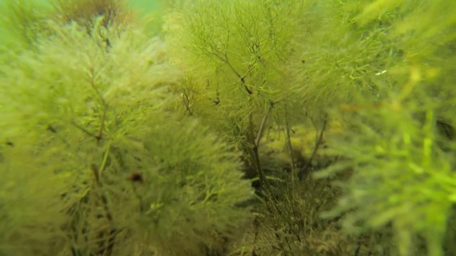 Close-up underwater shot of camera moving through pond water