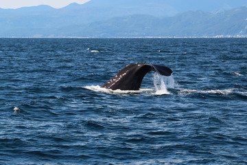 羅臼の根室海峡でマッコウクジラのホエールウォッチ