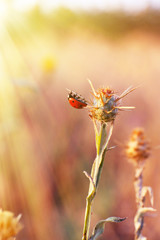 Wild flowers in field with sunlight