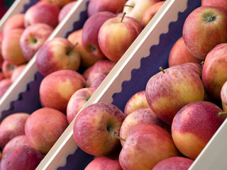 Red apples, freshly picked and ready to store. Boxed.