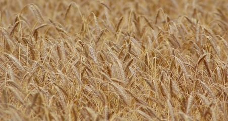 Campo di grano 