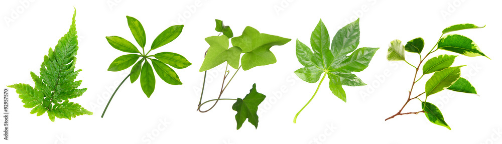 Wall mural Leaves of green house plants, isolated on white