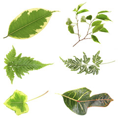 Leaves of green house plants, isolated on white