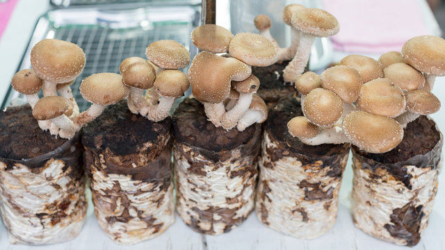 Fresh mushroom planted on saw dust