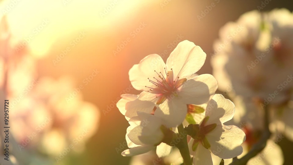 Wall mural Spring blossom background. Beautiful nature scene with blooming tree