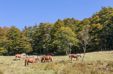 chevaux au pré