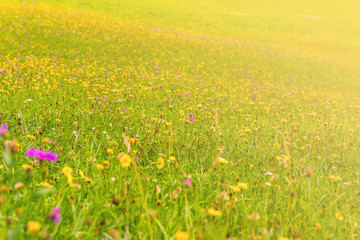 Wildflowers on a meadow in a sunny day