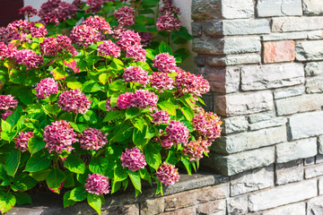 Pink hydrangea flowers bush