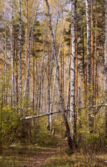 Path in the autumn forest among the pines and birches.