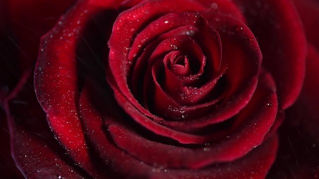 Red rose flower closeup background. Beautiful dark red rose closeup
