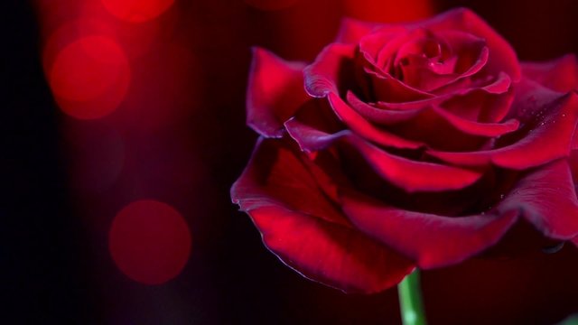 Red rose flower closeup background. Symbol of love. Valentine card design