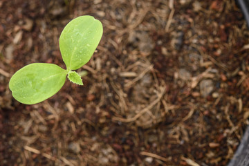 Melon plantation seeding