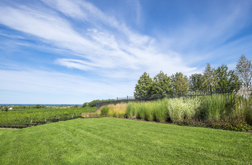Scenic Vineyard by Lake Ontario