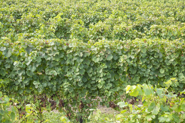 Gewurtztraminer White Wine Grapes on the Vine