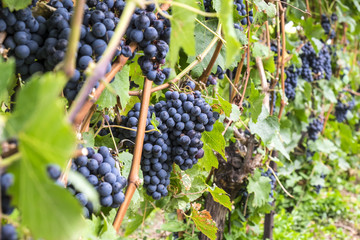 Cabernet Red Wine Grape in a Vineyard