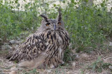 Spotted owl