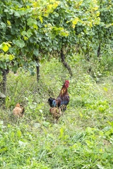 Free Range Chickens Roaming in an Organic Vineyard