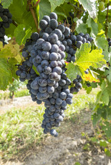Fototapeta premium Cabernet Red Wine Grape in a Vineyard