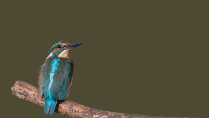 Kingfisher looking up