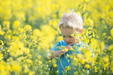 Portrait of a boy standing in yellow flower field
