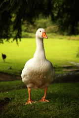 White goose