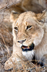 Leone - lion (Panthera leo) Kruger National Park in Sud Africa
