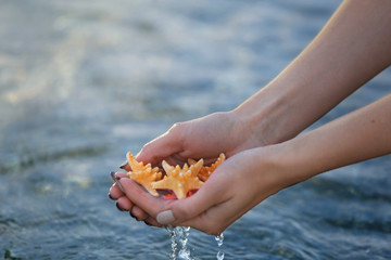 Fototapeta na wymiar Female hands holding sea stars and touching water