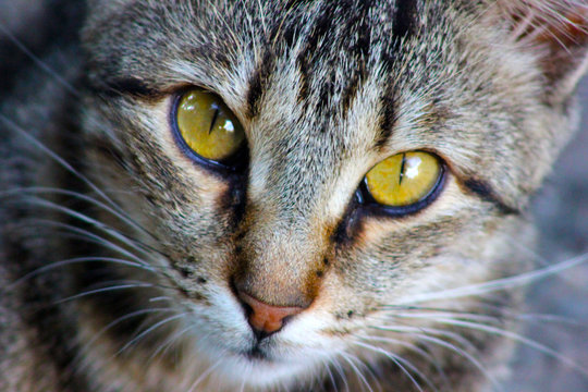 kedi