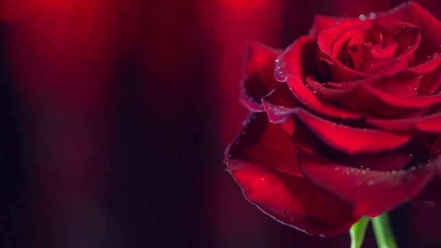 Red Rose Flower close up background. Beautiful Dark Red Rose closeup