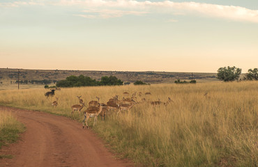 Obraz na płótnie Canvas Impala (antelope), National park Ezemvelo. South Africa. 