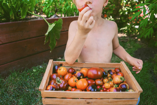 Close-up of a boy eating a freshly picked tomato