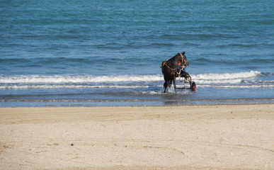 Cavallo al trotto in spiaggia