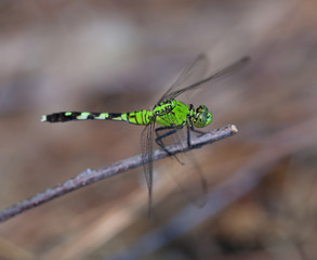 Green insect