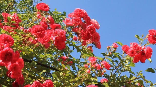 Rose tree